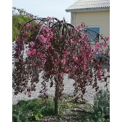 Apple Tree - Malus x purpurea PENDULA