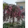 Apple Tree - Malus x purpurea PENDULA