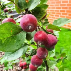 Crab Apple Tree - Malus RUDOLPH