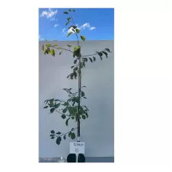 Crab Apple Tree - Malus RUDOLPH