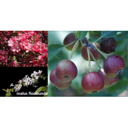 Gausiažiedė obelis - Malus floribunda