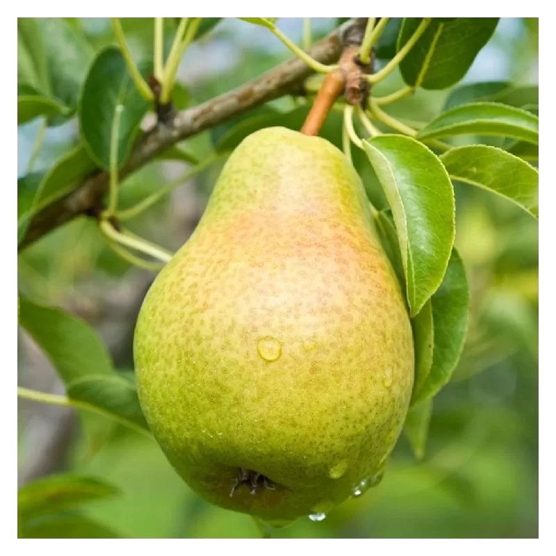 Kriaušė - Pyrus communis VASARINĖ SVIESTINĖ