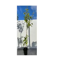 Kriaušė - Pyrus communis VASARINĖ SVIESTINĖ