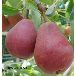 Pear - Pyrus communis RED WILLIAMS