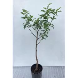 Pear - Pyrus communis RED WILLIAMS