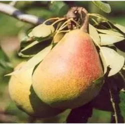 Kriaušė - Pyrus communis KLIAPO MĖGSTAMOJI