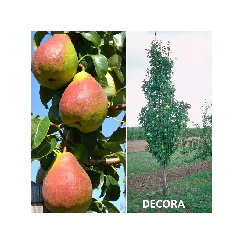 Pear - Pyrus communis DECORA
