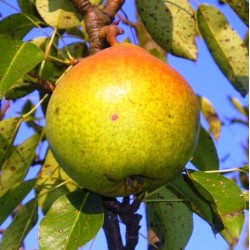 Kriaušė - Pyrus communis MRAMORNAJA