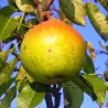 Pear - Pyrus communis MRAMORNAJA
