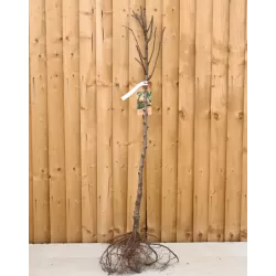 Pear - Pyrus communis PATEN