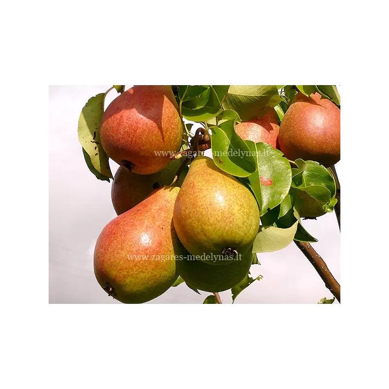 Pear - Pyrus communis PATEN