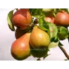 Pear - Pyrus communis PATEN