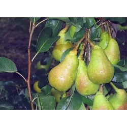 Kriaušė (rudeninė) - Pyrus communis PEPI