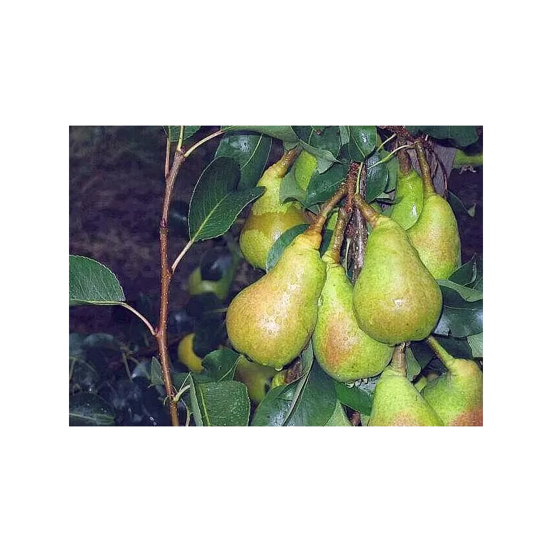 Kriaušė (rudeninė) - Pyrus communis PEPI