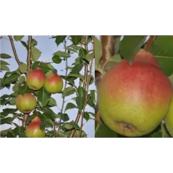 Kriaušė - Pyrus communis ALKA