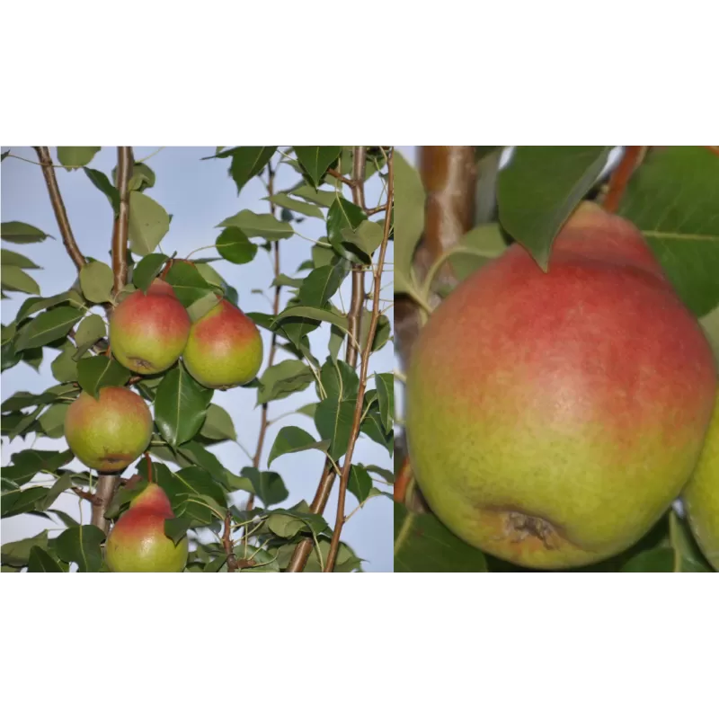 Pear - Pyrus communis ALKA