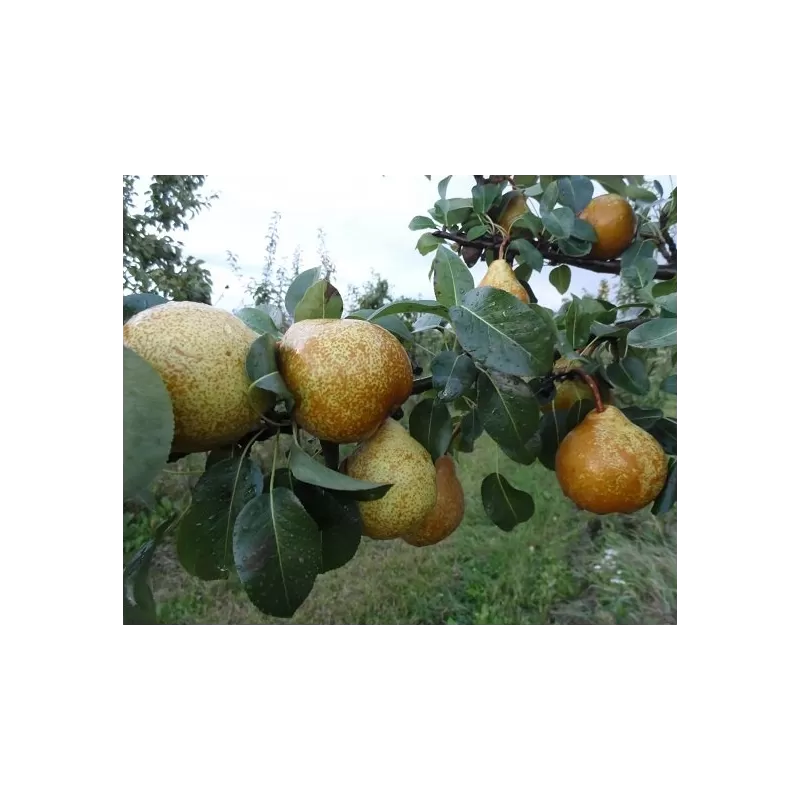 Pear - Pyrus communis GENERAL LECLERC