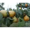 Pear - Pyrus communis GENERAL LECLERC