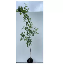 Pear - Pyrus communis GENERAL LECLERC