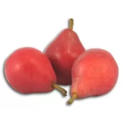 Kriaušė - Pyrus communis RAUDONA KLIAPO MĖGSTAMOJI