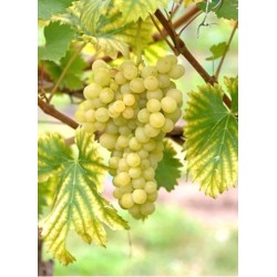 Tikrasis vynmedis - Vitis vinifera Lakemont