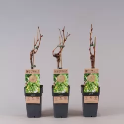 Tikrasis vynmedis - Vitis vinifera PHOENIX