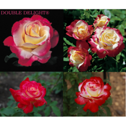 Rožė - Rosa DOUBLE DELIGHT