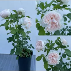 Rožių krūmai internetu su pristatymu į namus