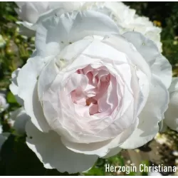 Rožių krūmai internetu su pristatymu į namus