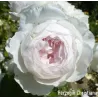 Rožė - Rosa HERZOGIN CHRISTIANA