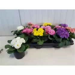 Raktažolė - Primula acaulis PRINCESS DOUBLE mix p10.5 (pristatymas tik vasario-kovo mėn.)