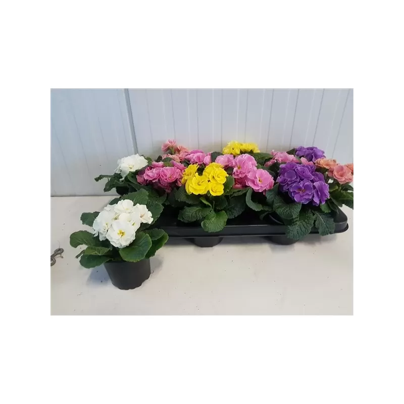 Raktažolė - Primula acaulis PRINCESS DOUBLE mix p10.5 (pristatymas tik vasario-kovo mėn.)