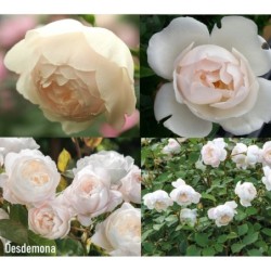 Rožė - Rosa DESDEMONA