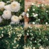 Rožė - Rosa CLAIRE AUSTIN ®