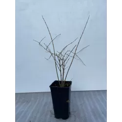 Išankstinis augalų užsakymas internetu