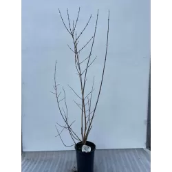 Tarpinė forzitija - Forsythia intermedia SPECTABILIS