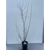 Tarpinė forzitija - Forsythia intermedia SPECTABILIS