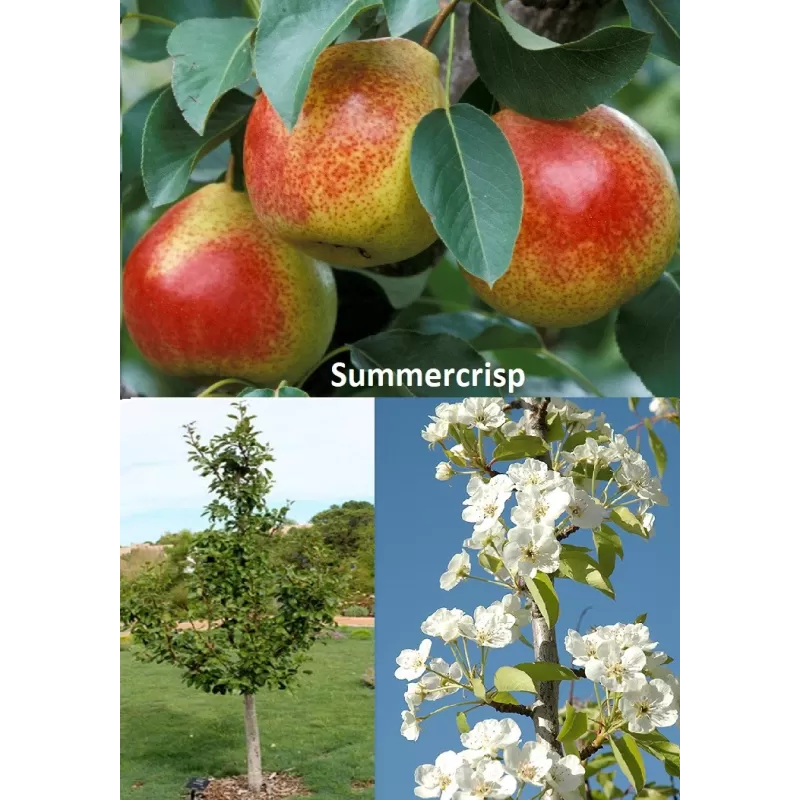 Pear - Pyrus communis SUMMERCRISP