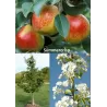Kriaušė (vasarinė) - Pyrus communis SUMMERCRISP