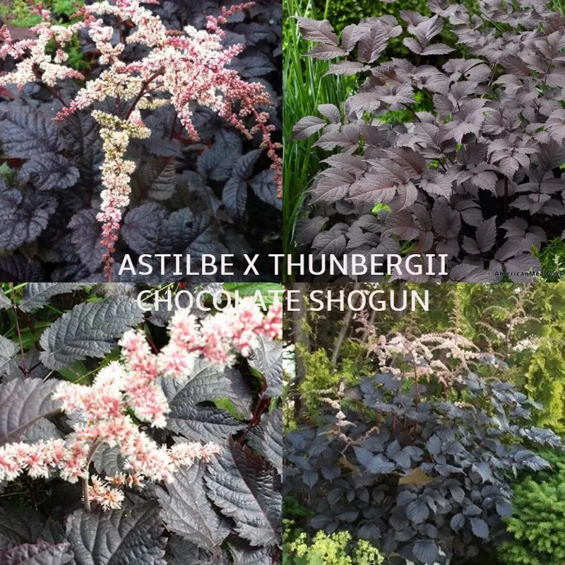 Astilbė - Astilbe x thunbergii CHOCOLATE SHOGUN ®