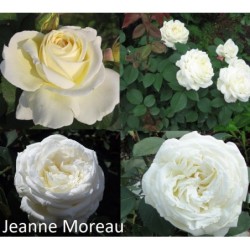 copy of Rožė - Rosa JEANNE MOREAU ® (Meidiaphaz) Meilland® Parfum de Provence® C4/13.7x13.7/C3 vazone su fotoetikete