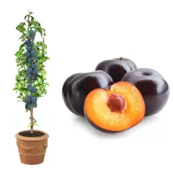 Plum - Prunus salicina BLACK AMBER