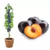 Plum - Prunus salicina BLACK AMBER