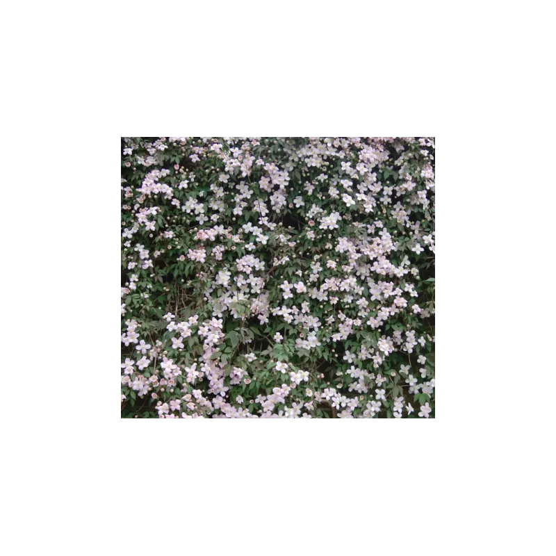 Clematis MONTANA RUBENS