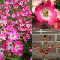 Rožių sodinukai internetu - Mozart