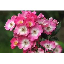 Rožių sodinukai internetu - Mozart