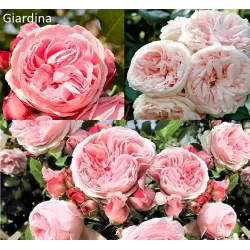 Rožė - Rosa GIARDINA