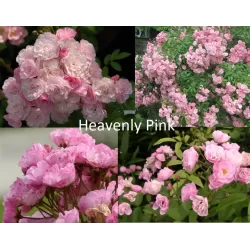 Rožių krūmai internetu su pristatymu į namus