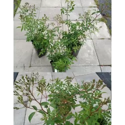 Rožių krūmai internetu su pristatymu į namus