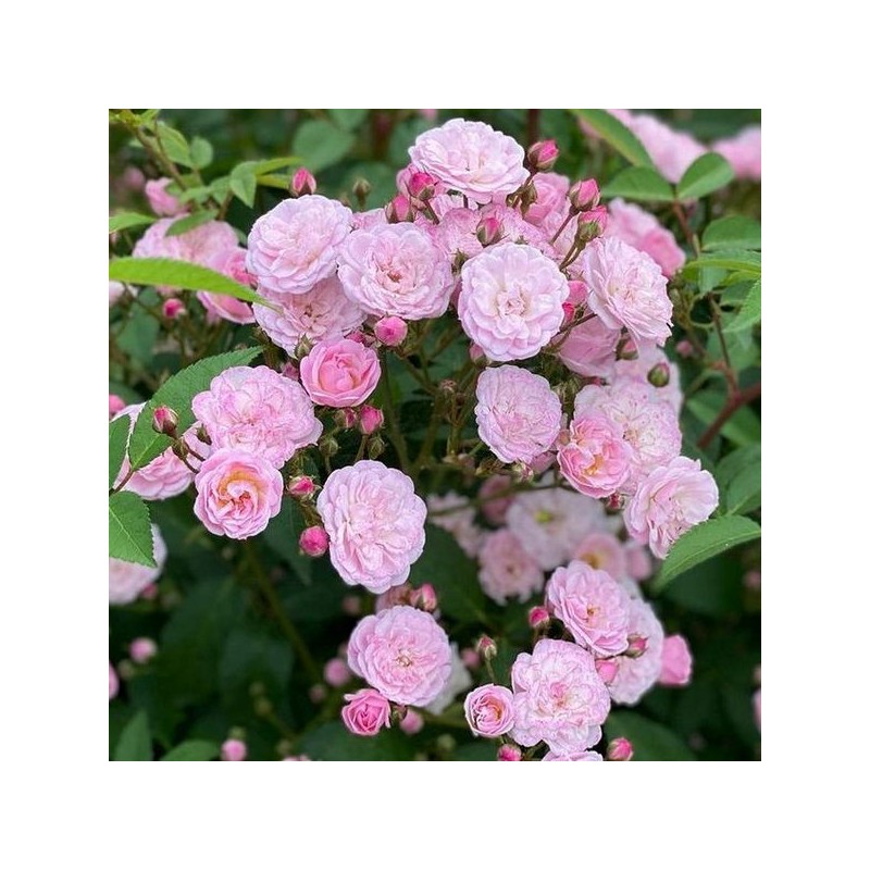 Rosa HEAVENLY PINK ®